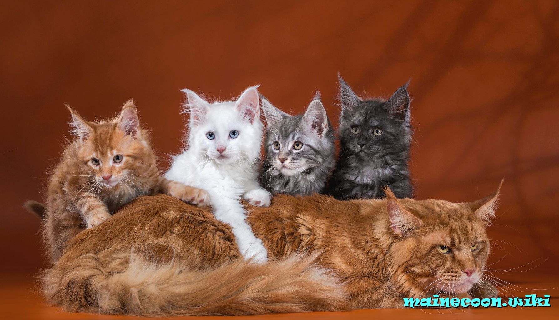 кошка мейн-кун с котятами
