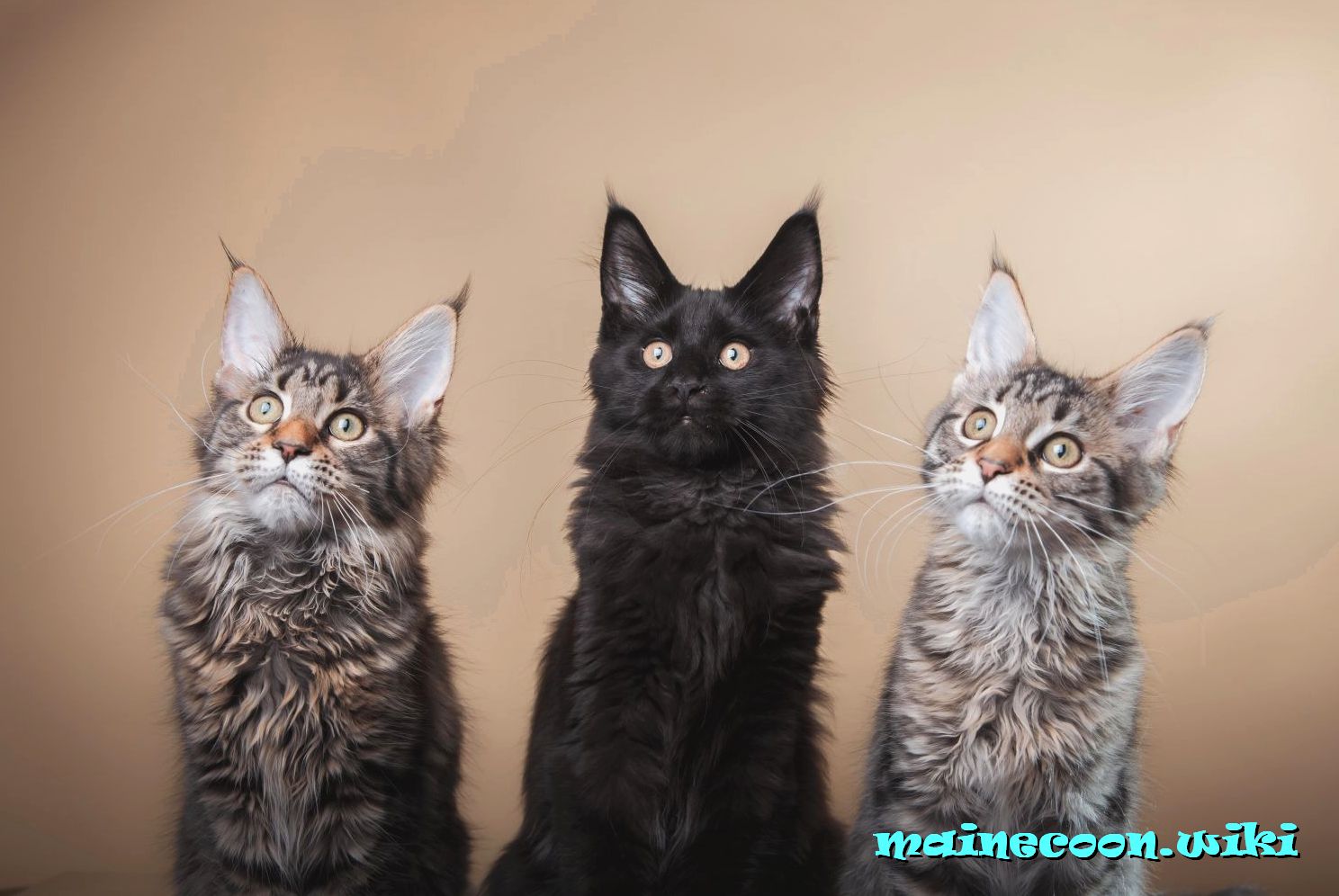 три котенка мейн-куна