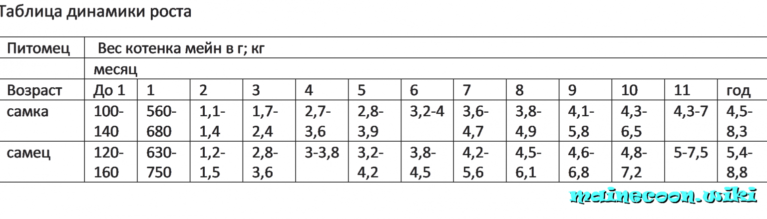 Окрасы мейн кунов таблица с фото