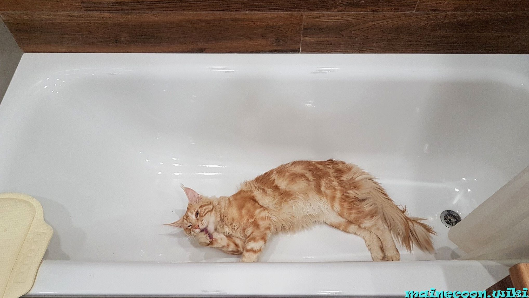 кот мейн-кун моется в ванной