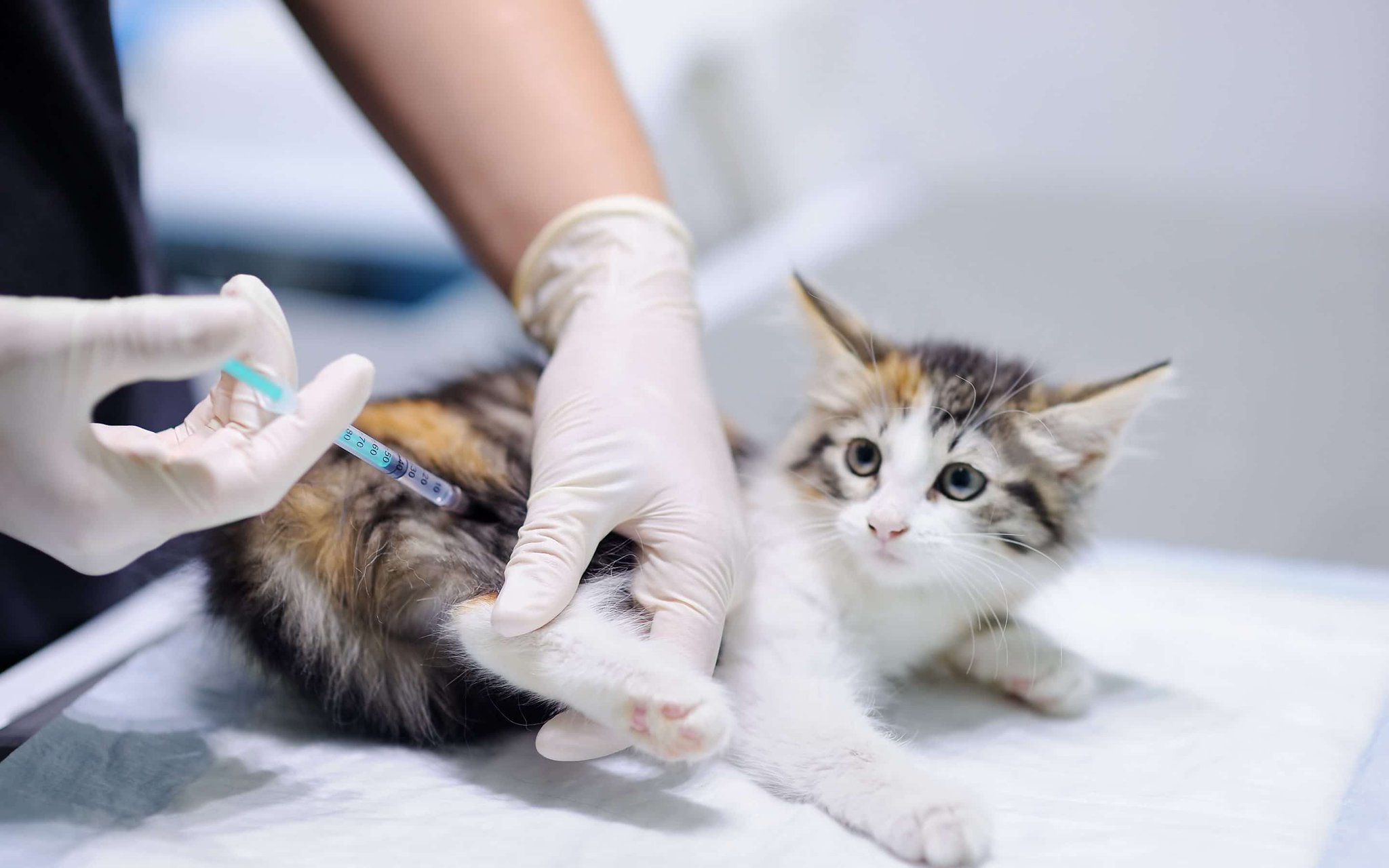 котенку мейн-куну делают прививку