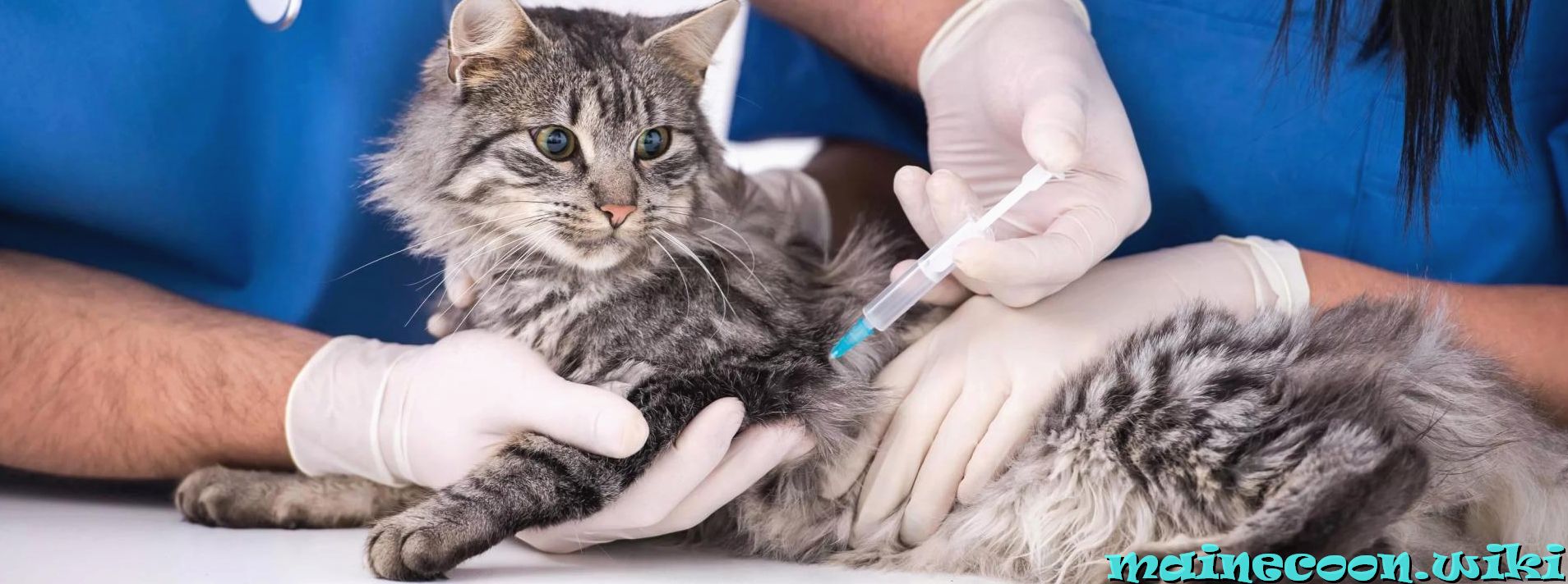 ветеринар делает прививку котятам Мейн-куна