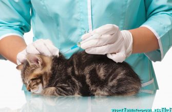 Какие прививки делают котятам Мейн-куна