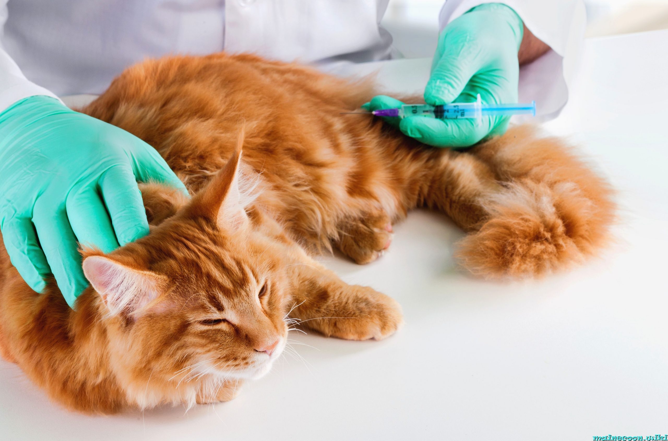  делают прививки рыжему коту Мейн-куна