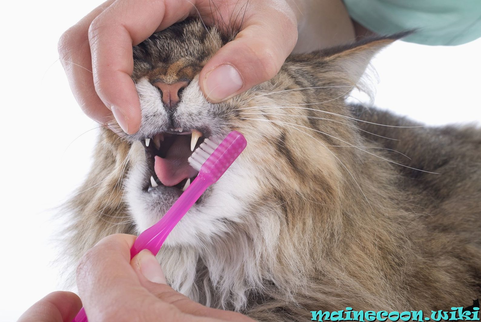 Смена зубов у котят мейн-кун